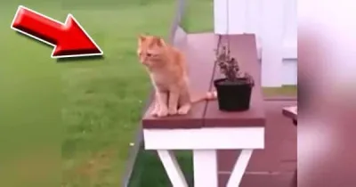 Elle filme son chat car personne ne la croyait ! Attendez de voir ce qu’il fait à 10 secondes !!! C’est à peine croyable !!
