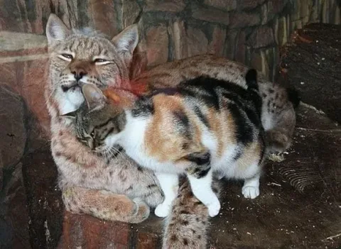 Zoo3