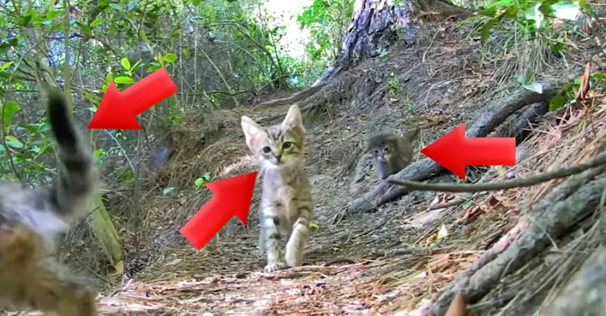 Vous ne devinerez jamais ce que ce couple a découvert alors qu’il se promenait dans les bois !