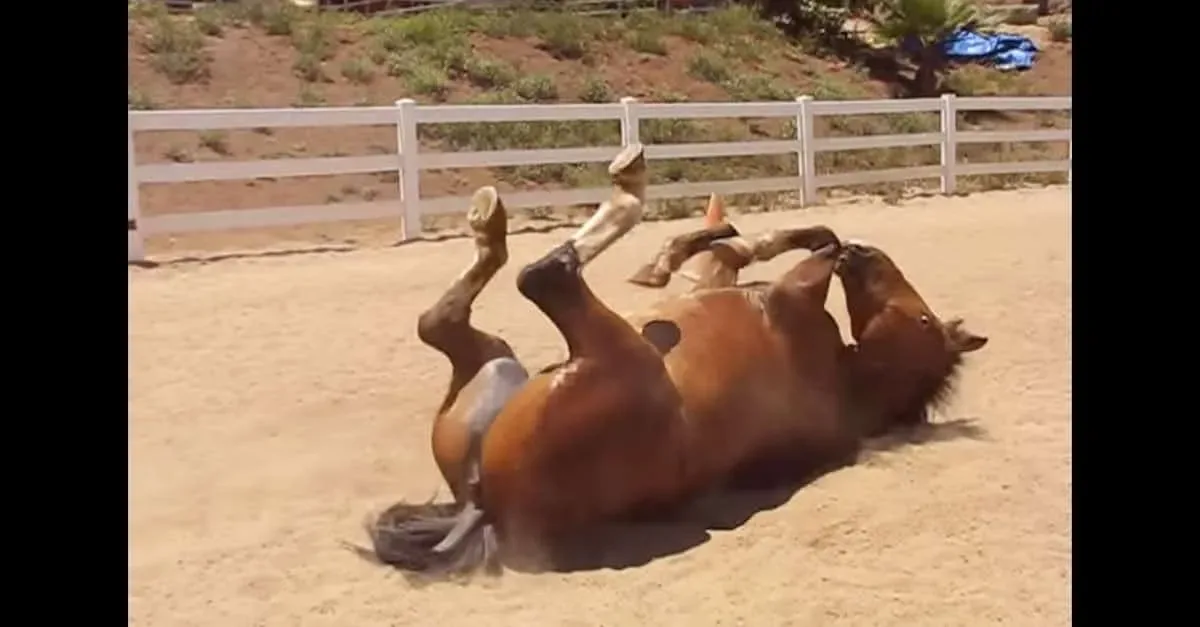 MDR ! Ce cheval qui pète semble tellement heureux ! Il faut bien que cela sorte à un moment ou à un autre !