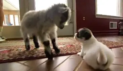 Un chevreau rencontre des chiots pour la première fois et fait la chose la plus drôle pour les inviter à jouer!