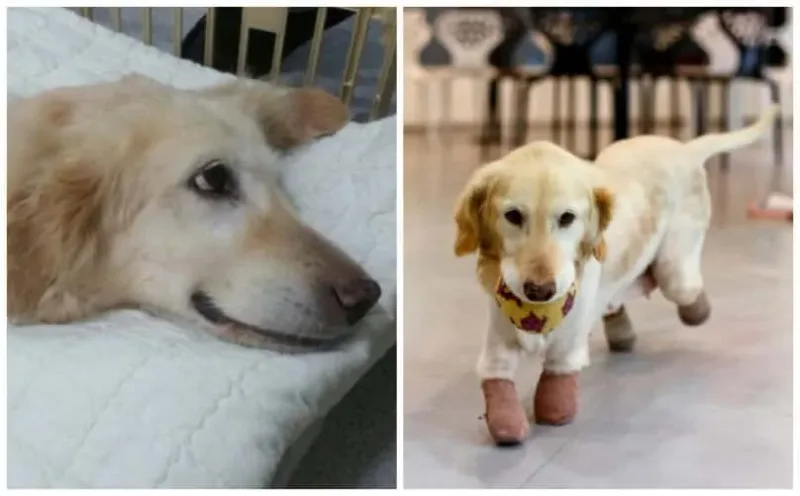 L’histoire de cette femelle golden retriever tenace, qui a perdu ses quatre pattes, émeut la planète.