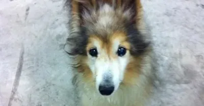 Un Chiot Dans le Besoin se Dirigea Vers un Homme pendant son Travail. Ce qui a Suivi m’a Bouleversé.