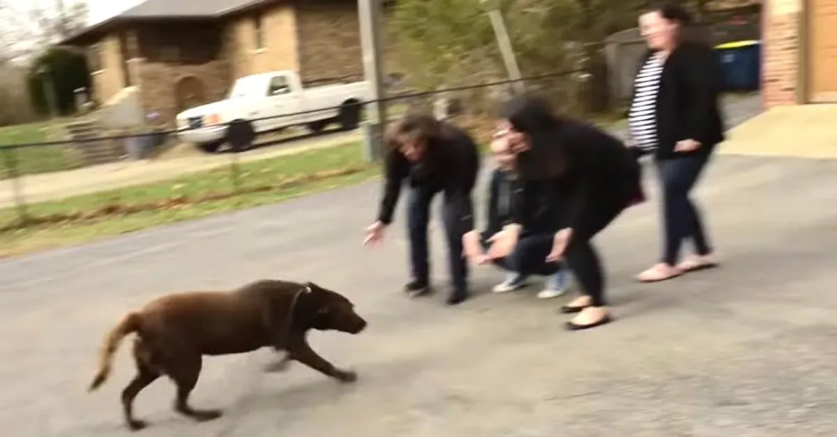 Un Labrador a disparu pendant 5 ans. Maintenant regardez-le quand il retrouve sa famille…
