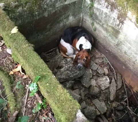 Vashon Island Pet Protectors
