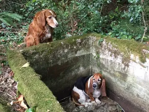 Vashon Island Pet Protectors
