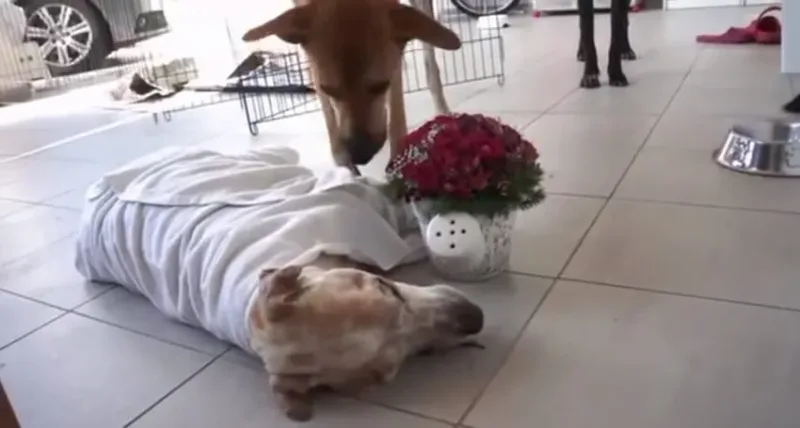Ce pauvre chien solitaire et mourrant avait un dernier souhait: être enfin aimé.