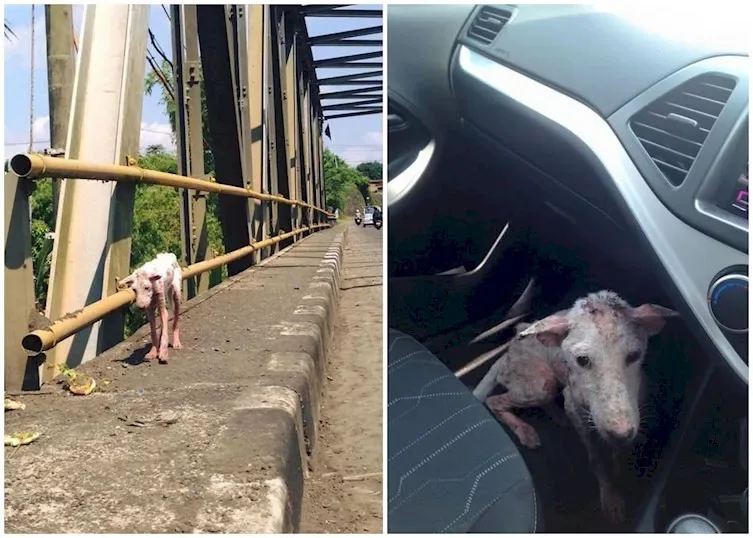 Désespérée, une chienne a bondi dans la voiture d’un inconnu… et sa vie en a été bouleversée à jamais.