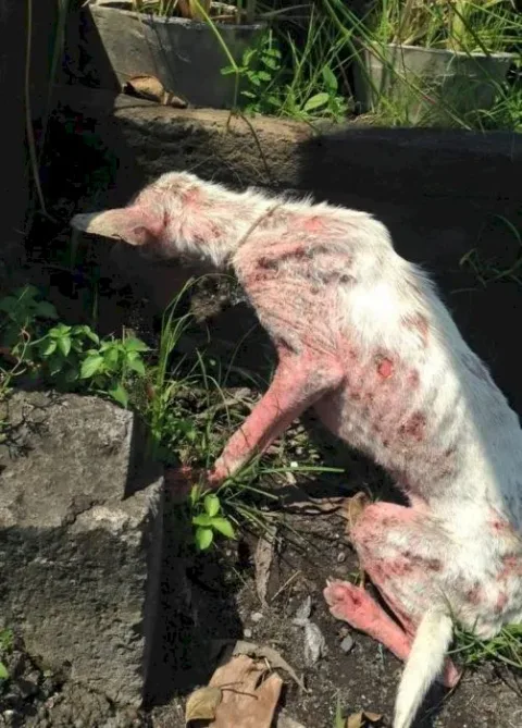 Acid Cow