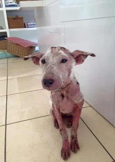 Acid Cow