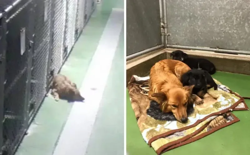 Une chienne affectueuse s’échappe de sa cage pour aller câliner des chiots terrorisés et en pleurs.