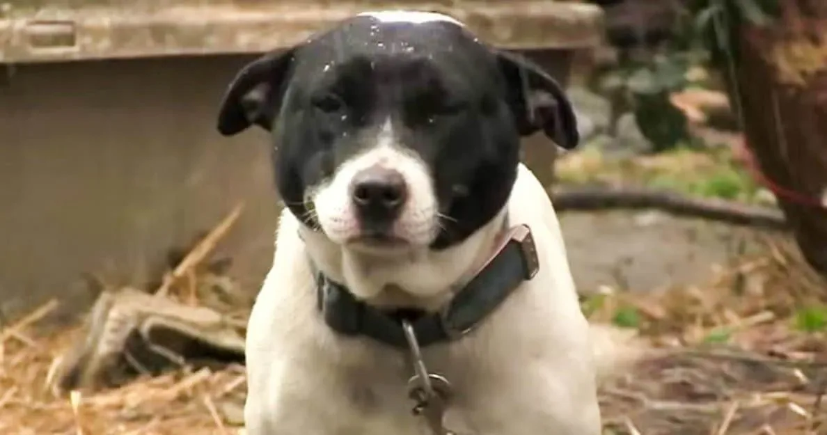 Ils s’approchent d’une chienne, attachée sous la pluie par une chaîne. Découvrez sa réaction lorsqu’ils la libèrent.