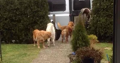 Dès que Maman rentre à la maison, ses chiens se mettent au garde à vous, et se préparent à faire quelque chose d’incroyable… et d’adorable !