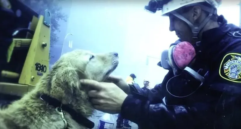 Ce que ces chiens ont fait le 11 Septembre va vous bouleverser. Je n’oublierai jamais cela.