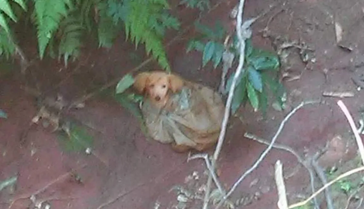 Une publication Facebook sauve la vie d’un chiot abandonné dans un sac en plastique.