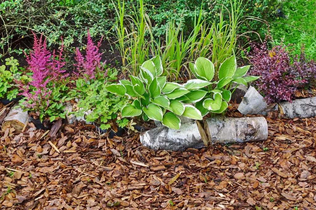 Techniques de paillage et irrigation intelligente pour un potager résilient
