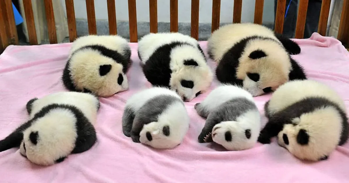 Oui, il existe bien une « crèche » pour pandas, et c’est l’endroit le plus adorable au monde.