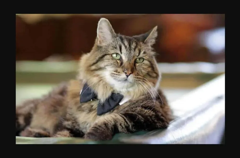 Découvrez le chat le plus vieux du monde, âgé de 26 ans, et adopté dans un refuge.