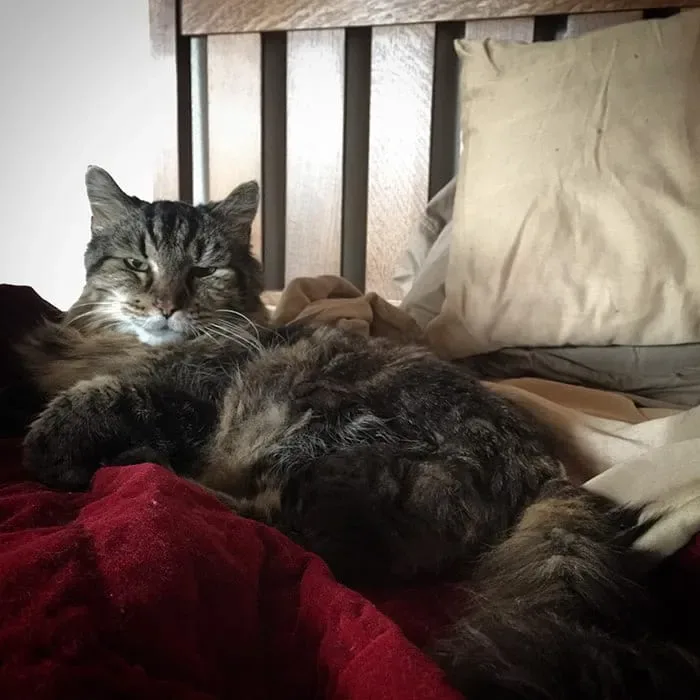 Découvrez_le_chat_le_plus-05