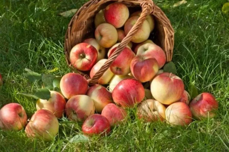 Des aliments qui nettoient naturellement 15
