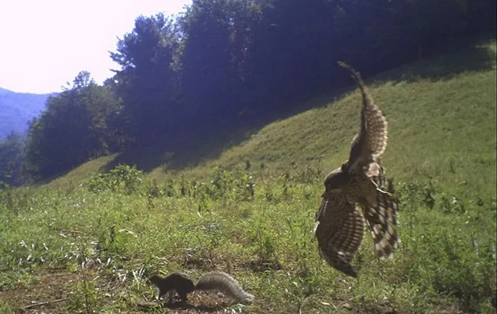 Des cameras de trail capturent 32