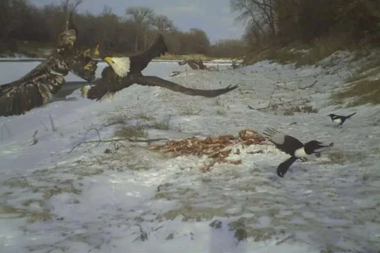Des cameras de trail capturent 08