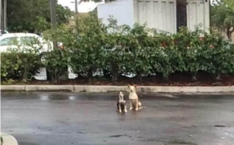 Des Chiens Passent Des Semaines Dans Un Parking, Refusant De Bouger De L’endroit Où Ils Ont Été Abandonnés