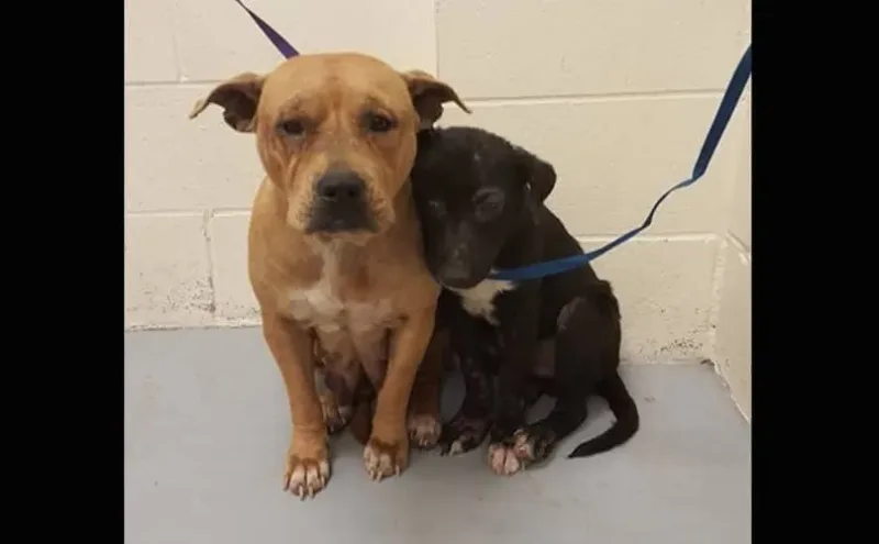 Des pitbulls terrifiés sur le point de changer de vie