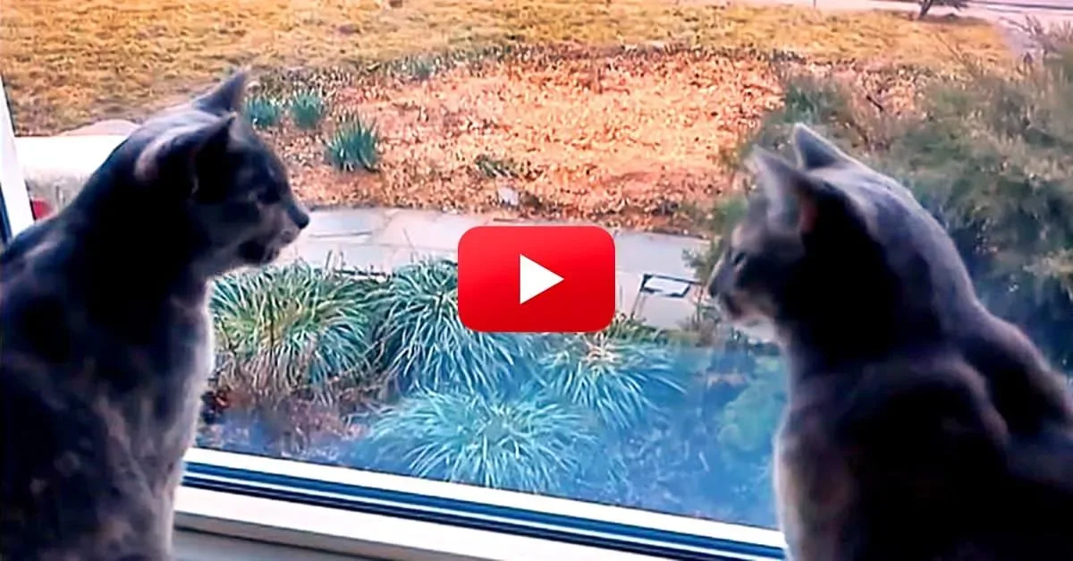 Cette discussion entre deux chats est tout simplement hilarante. Si seulement elle était sous-titrée !