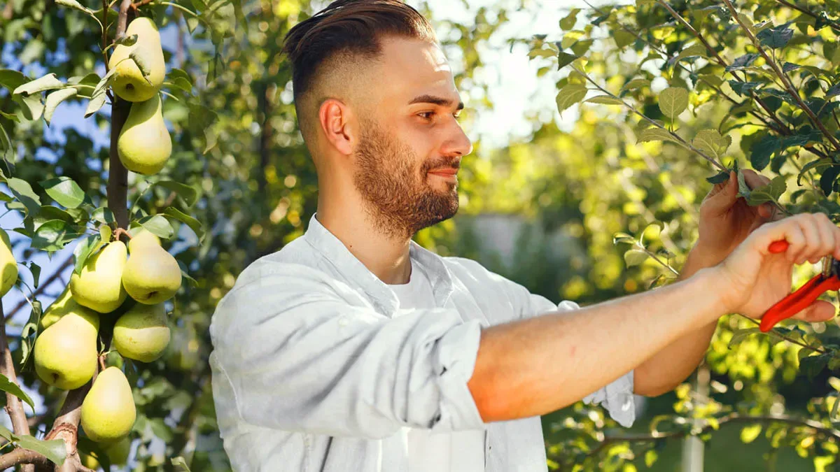 Éclaircissage estival des arbres fruitiers en juillet pour améliorer santé taille et saveur des récoltes