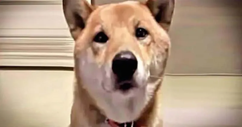 Elle a dit à son chien d’aboyer moins fort. Ce qu’il fait alors m’a vraiment fait rire, LOL!