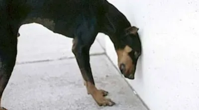 Emmenez votre animal chez le véto TOUT DE SUITE s’il fait ça. Identifier ce comportement pourrait bien lui sauver la vie