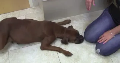 Enceinte, cette chienne refusait de mettre bas. La raison est bouleversante…