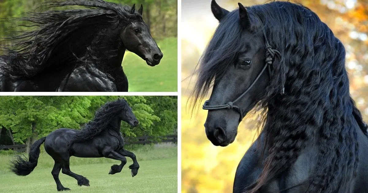 Est-ce le plus beau cheval du monde ?