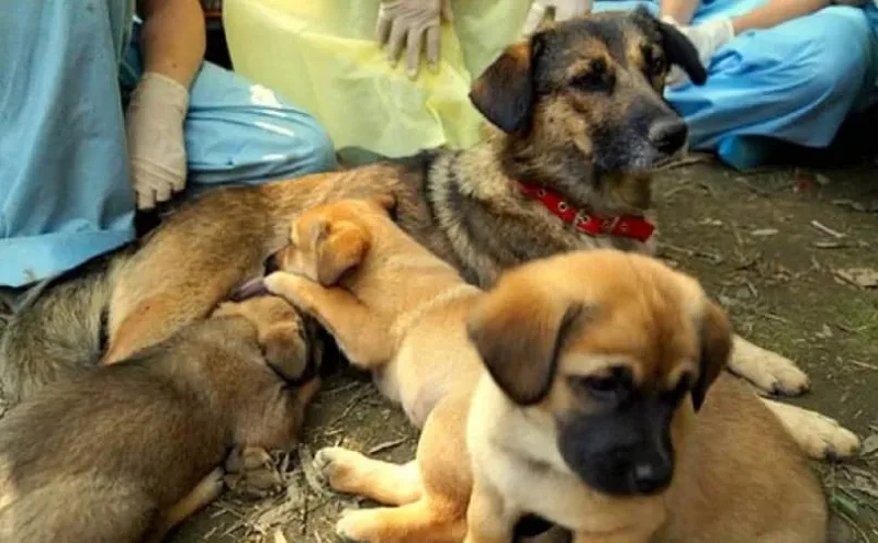 Des Étudiants Héroïques Sauvent 6 Chiots Qui Étaient Enterrés Vivants Dans Un Campus
