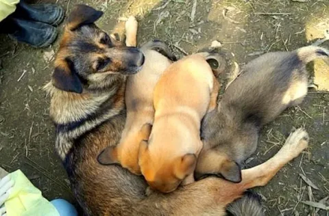 Life with Dogs TV