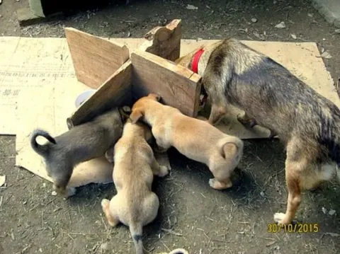 Life with Dogs TV