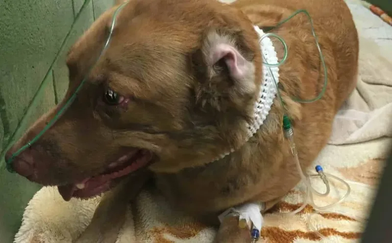 Une femelle labrador héroïque manque de décéder en allant sauver un grand-père dans une maison en flammes.
