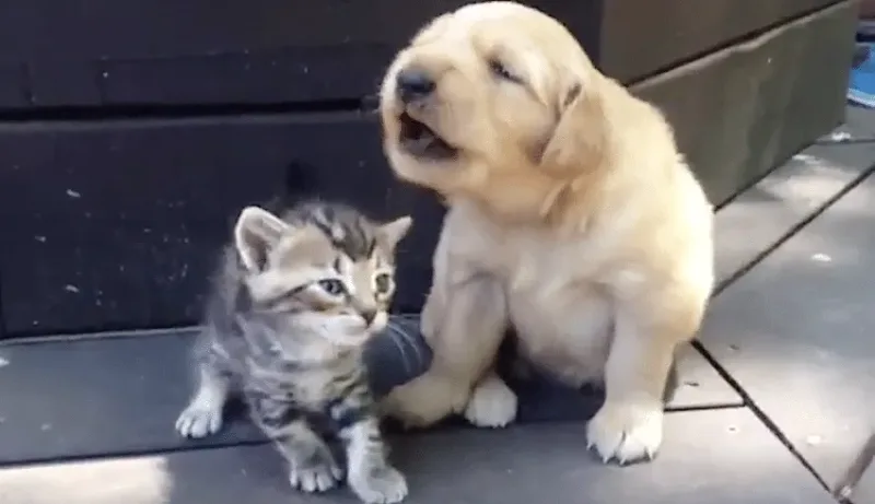 Vous n’allez pas pouvoir résister à ce que ce chiot et ce chaton vont faire devant l’objectif de cette caméra !