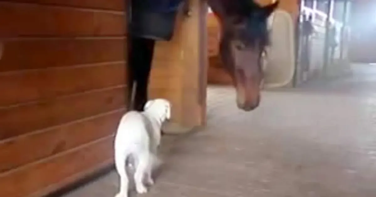 Ce chiot était prudent, mais je ne m’attendais pas à ce qu’ils interagissent ensemble de cette manière.