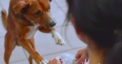 Cette vidéo prouve que l’amour d’un chien à son maître est indestructible. Très émouvant !