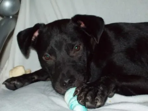 Spock The Dog