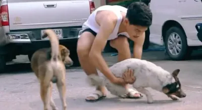 Il accomplit une action toute simple, mais qui change drastiquement la vie de tous les chiens errants thaïlandais.