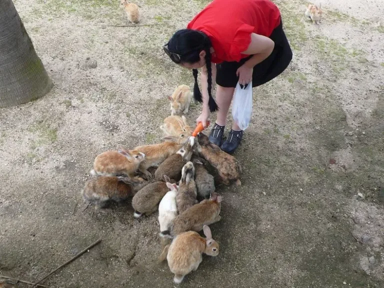 Rabbit9