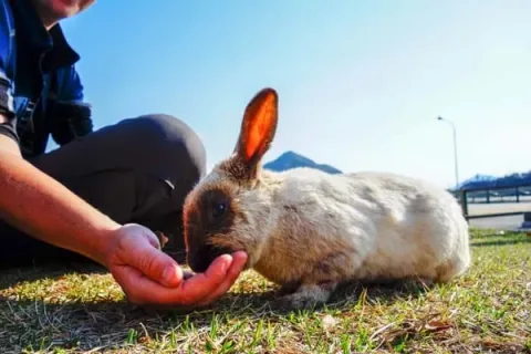 Rabbit141
