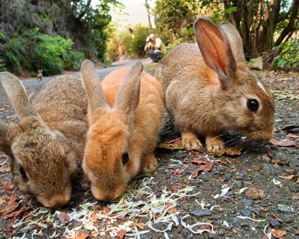 Rabbit121