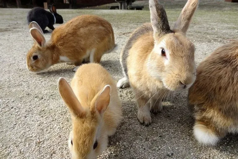 Rabbit5