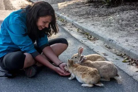 Rabbit17