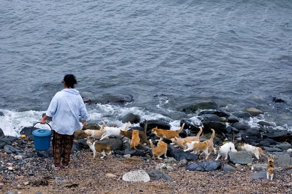 Il y a une île Minuscule au Japon, et elle a une Particularité Intéressante. Il faut le voir pour le croire.