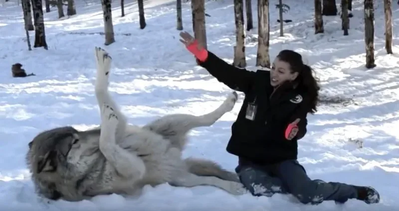 Ce loup immense est assis près de cette femme. Mais regardez bien ce qui se passe lorsqu’elle bascule…